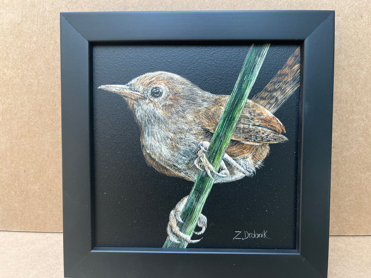 Zuzana Drobnik "Not a Robin"