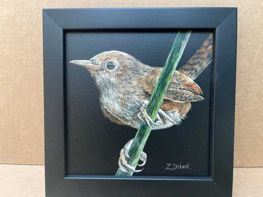 Zuzana Drobnik "Not a Robin"